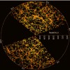 An image of galaxy distribution in space, from SDSS
