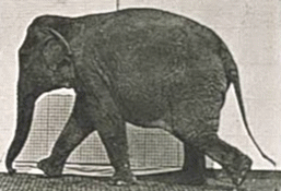 A magnificent asian elephant. (These images are in the public domain.)