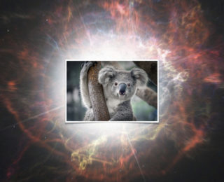 A Fast, Blue “Koala” Shines Bright in a Distant Galaxy