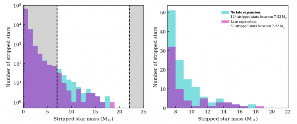 Number of stripped stars for binned star masses from 0 to 19 solar masses. Where there is no late expansion, there are 124 stripped stars between 7 and 22 solar masses. Where there is late expansion, this number drops to 63. 