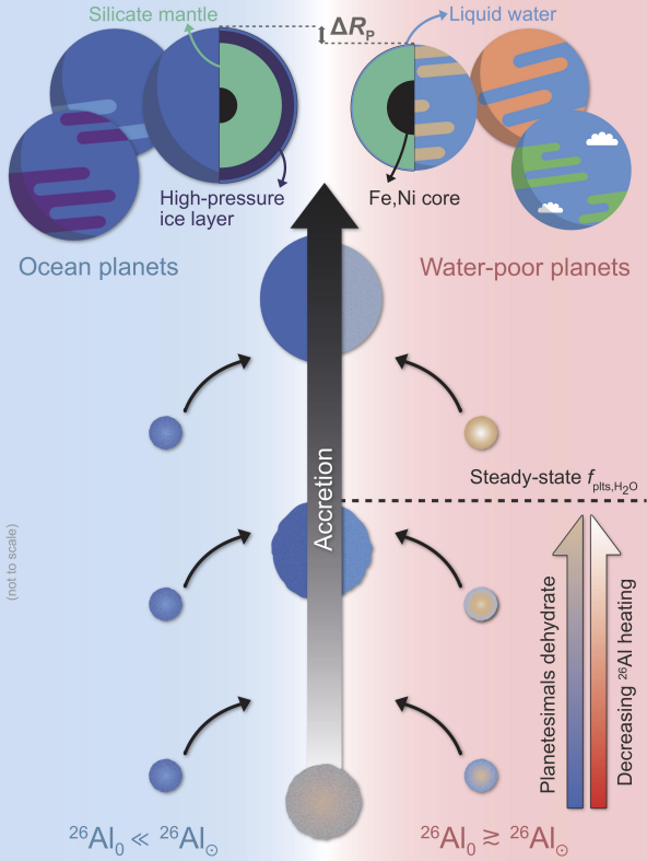 A diagram showing the evolution of planetesimals into terrestrial exoplanets, and how this evolution is affected by heating from radioactive aluminium-26. There is a large black arrow going up the center of the image, showing accretion over time, and dividing the image into two halves. The left half, shaded in blue, shows accretion with little to no radioactive heating; the planetesimal does not lose water over time, resulting in larger and water-rich ocean planets. The right-hand side, shaded in red, shows accretion under high radioactive heating; over time, the water content evaporates away, leaving rocky, water-poor planets.