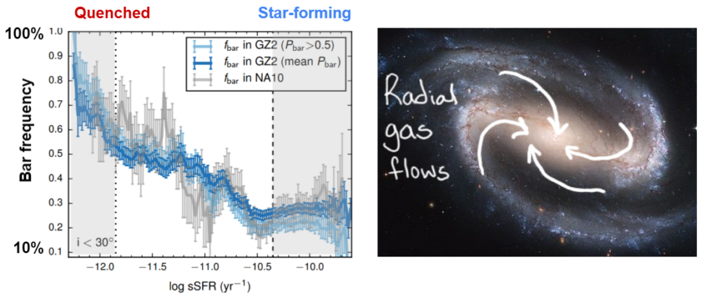Figure 2. Left:  the relationship between the fraction of galaxies containing bars and the specific star formation rate of a galaxy (adapted from Fig 4., Zhang et al., 2021). Quenched galaxies are much more likely to have a bar. Right:  NGC 1300, a barred spiral galaxy, showing schematic gas inflow along the bar. Image credit: NASA, ESA, and Hubble Heritage Team (STScI/AURA).