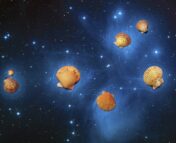 a crude photoshop of scallops as stars in the pleiades