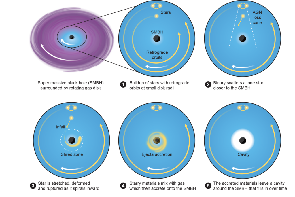 A sequential diagram showing the steps by which a retrograde-orbiting star spirals into the inner regions of the accretion disk, gets scattered towards the black hole by a binary system, then is torn to pieces by the black hole. A cavity is left behind in the disk.