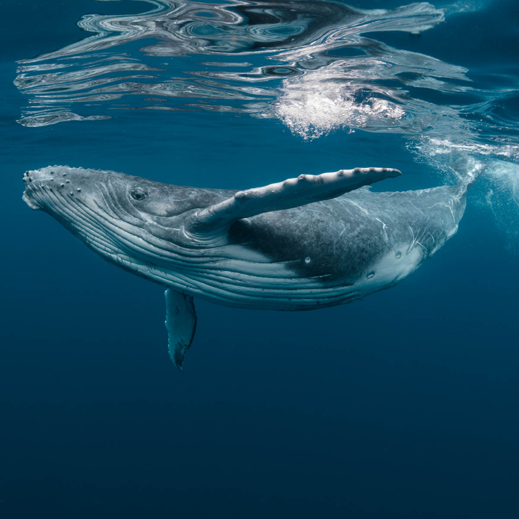 An image of a large whale underwater. The whale is swimming and it has its fins to its sides. The water is a deep blue and the whale's reflection can be seen near the surface.