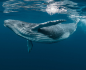 An image of a large whale underwater. The whale is swimming and it has its fins to its sides. The water is a deep blue and the whale's reflection can be seen near the surface.