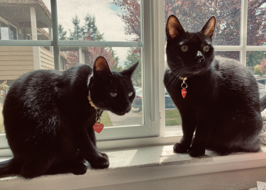 Two black cats with red heart tags on their collars sitting on a window sill