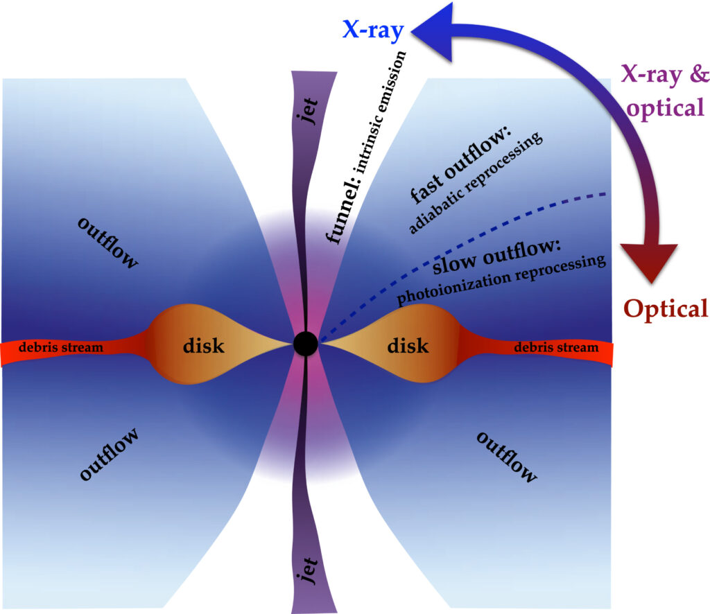 Diagram showing that X-ray TDEs tend to be viewed face-on, while optical TDEs tend to be viewed edge-on. At intermediate viewing angles, both X-ray and optical emission may be seen from the accretion flow.