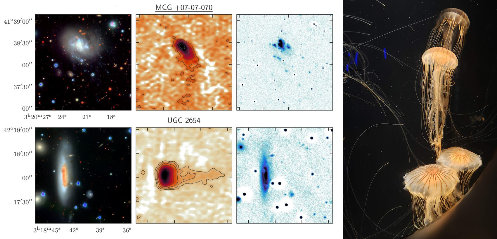 Jellyfishing In The Perseus Cluster | Astrobites