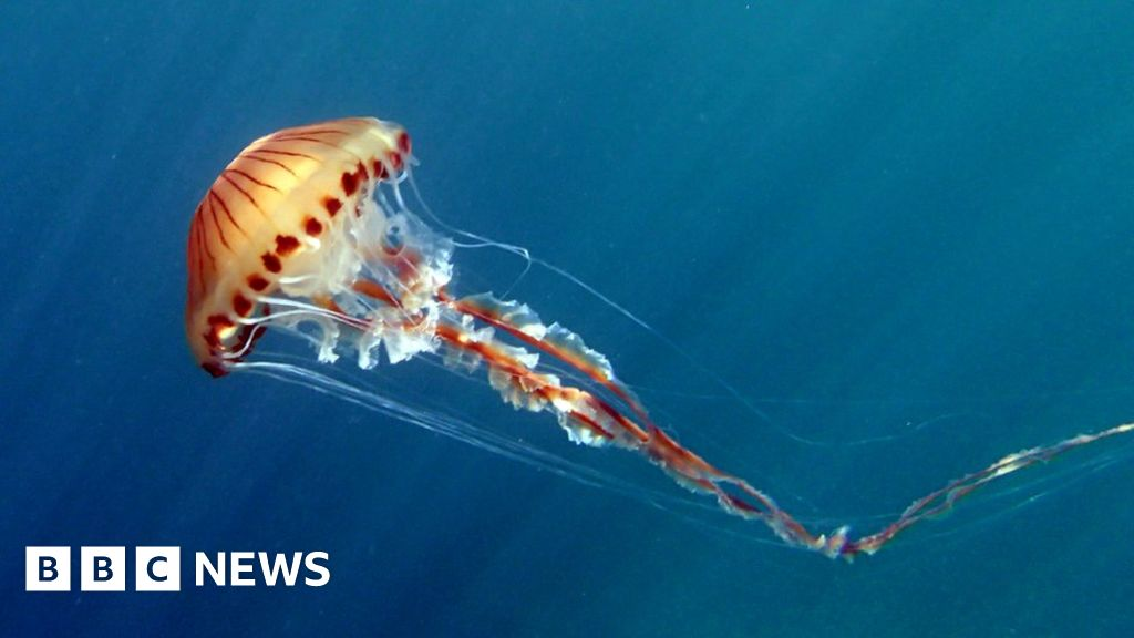a jellyfish for comparison