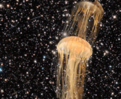 Jellyfish floating in a field of stars