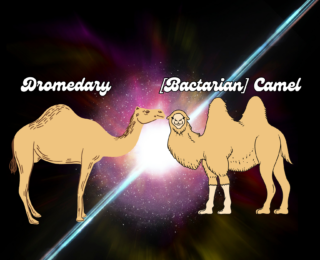 A camel in a sea of dromedaries: an intriguing second bump of radiation from the Vela pulsar