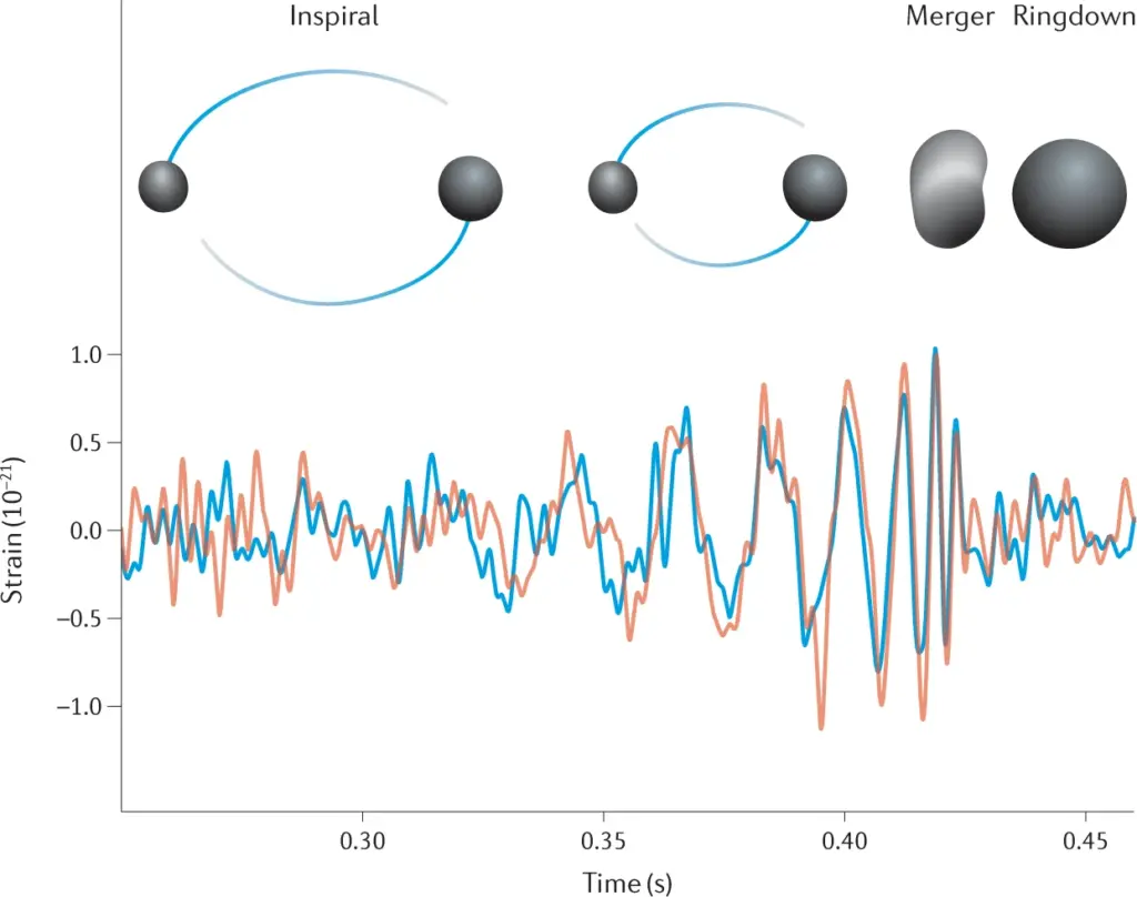 The top of the graphic shows the three phases of the merger: inspiral, merger, and ringdown. The bottom of the graphic shows the gravitational waveform. The beginning of the waveform has little structure but closer to the merger a rhythmic signal appears that becomes larger and closer together until the merger occurs. After the merger the signal returns to its original form with very little structure.