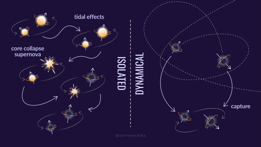 left panel, title "Isolated" shows two stars in a binary system that collapse into two black holes spinning in the same direction. right panel, titled "dynamical", shows two black holes that encounter each other to form a binary, spinning in different directions.