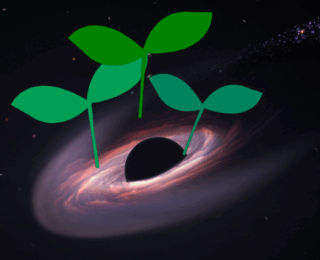 Black Holes Reveal their Seeds