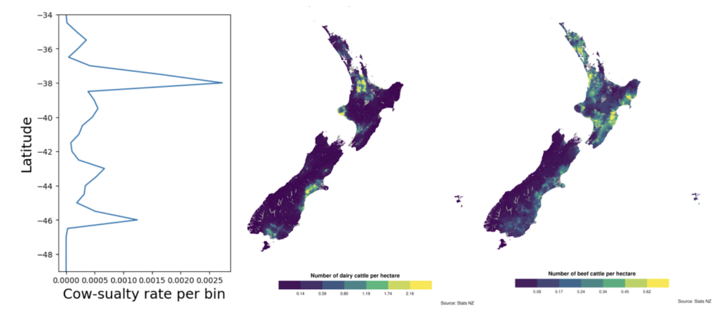The cow-sualty (cow casualty) rate peaks at latitudes of -38 and -46 degrees, corresponding to higher densities of both dairy and beef cattle on the North Island and a cluster of dairy cattle on the southernmost coast of the South Island.